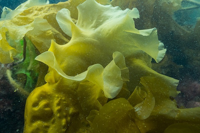 Lot's of plankton in the water