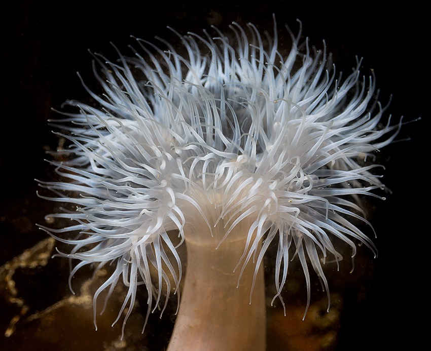 anemone 1
