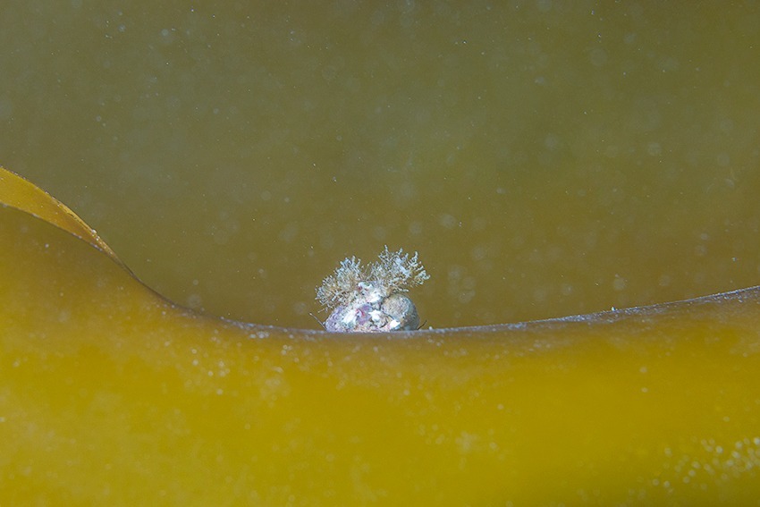 perewinkle first dive