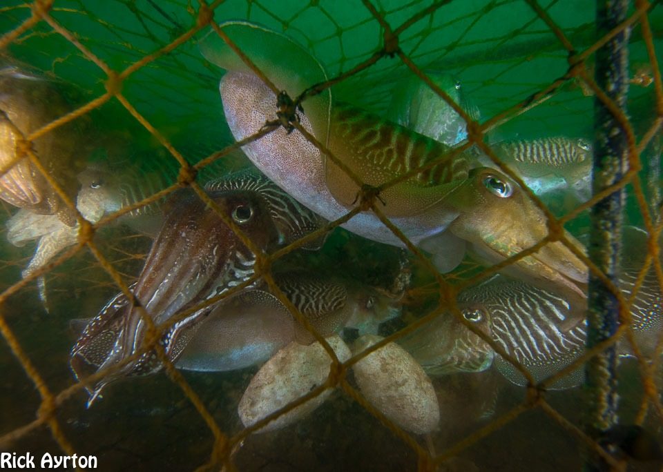 Cuttlefish caught in a pot