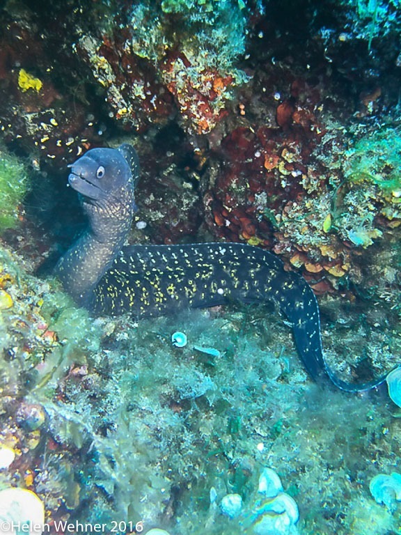 iPhone image of the Moray