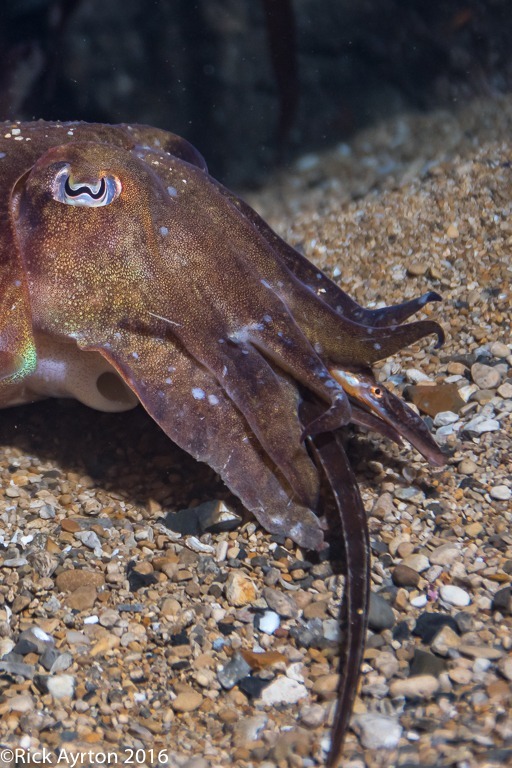 night dive critters