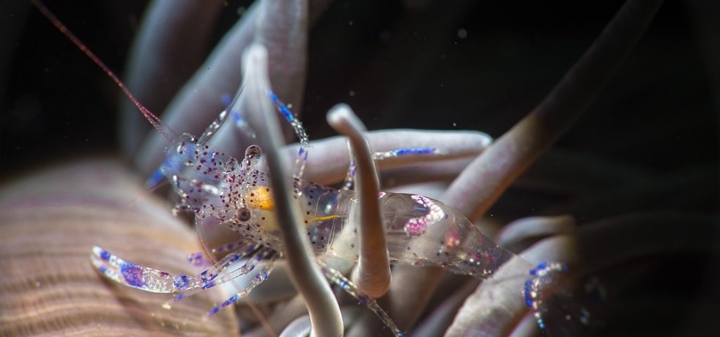 night dive critters
