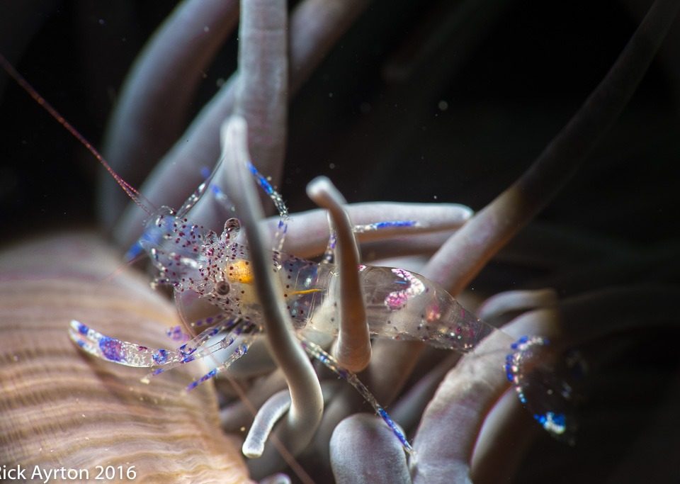 night dive critters