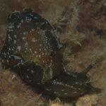 Heriot-Watt Scientific dive team