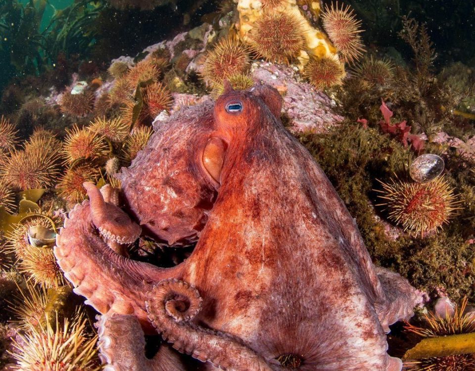 Southern Red Octopus by Enric Sala