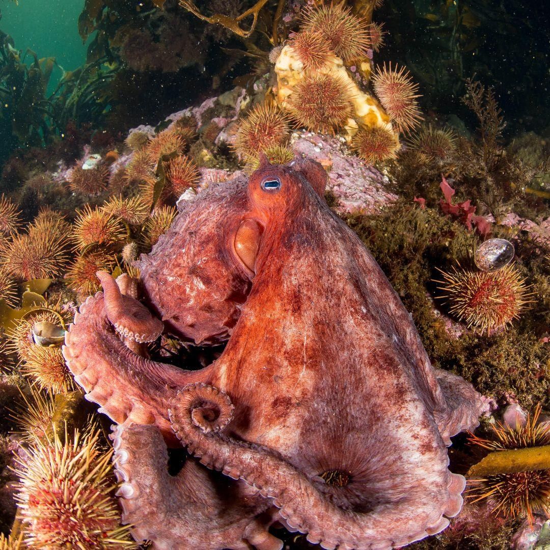 Southern Red Octopus by Enric Sala